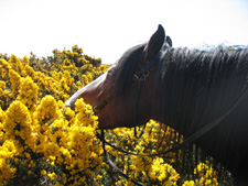 Ireland-Connemara/Galway-Burren, Clare & Galway Trails